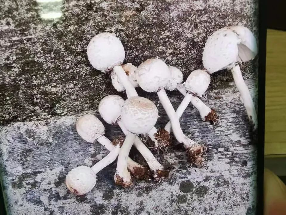 DƬ